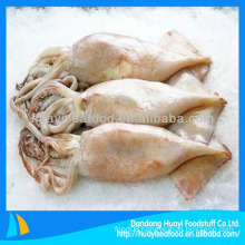 Good quality new coming frozen squid